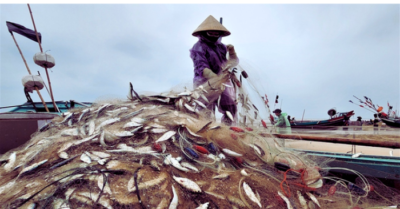 Cá trích Hà Tĩnh: Mùa khai thác ven bờ trúng đậm