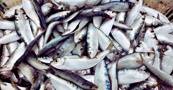 Cá trích Hà Tĩnh: Mùa khai thác ven bờ trúng đậm