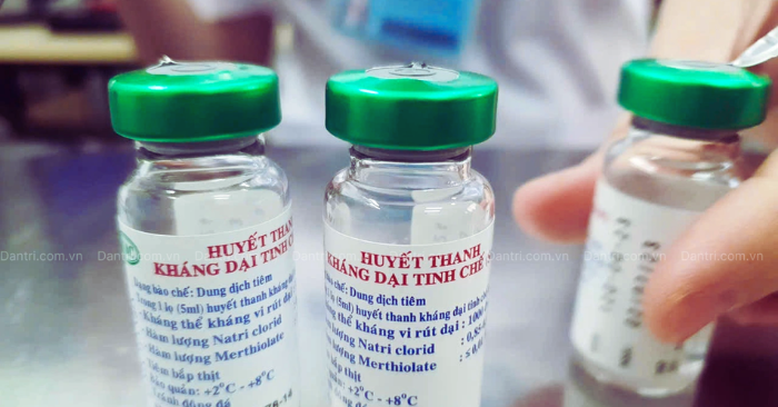 Chuột cắn: Nhiều người phải tiêm phòng dại 