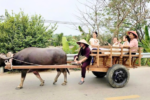Xe trâu Đường Lâm – thêm trải nghiệm cho du khách