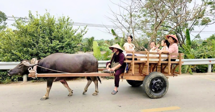 Xe trâu Đường Lâm - thêm trải nghiệm cho du khách