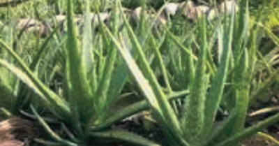 Giảm acid uric: Sử dụng thảo dược tự nhiên để bảo vệ thận và giảm viêm khớp