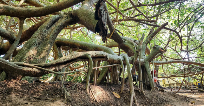 Giàn Gừa trăm tuổi ở Cần Thơ hút khách tham quan