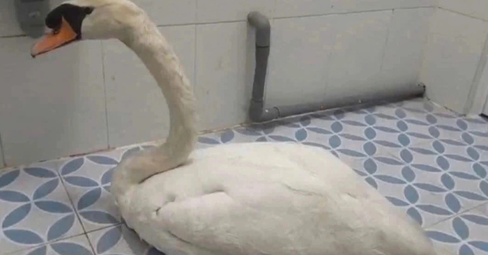 Khởi tố bị can trộm thiên nga trắng tại Thảo Cầm Viên