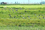 Cò nhạn quý hiếm tái xuất hiện tại cánh đồng tỉnh Hà Tĩnh
