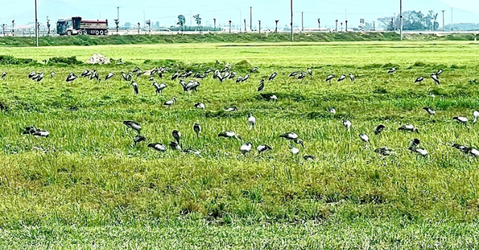 Cò nhạn quý hiếm tái xuất hiện tại cánh đồng tỉnh Hà Tĩnh