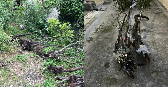 Thanh Hóa: Cảnh báo nguy cơ tù tội từ làn sóng săn lùng cây muội hồng