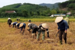 Tình làng nghĩa xóm, người dân Hà Tĩnh giúp nhau thu hoạch mùa vụ