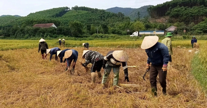 Tình làng nghĩa xóm, người dân Hà Tĩnh giúp nhau thu hoạch mùa vụ