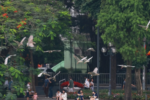 Chim hoang dã ở hồ Gươm: Hàng trăm cá thể kéo về làm tổ giữa lòng Hà Nội