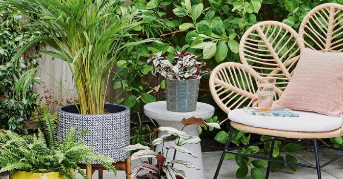 Trồng cây ban công và những sai lầm phổ biến cần được lưu ý