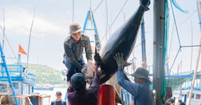 Ngư dân Đắk Lắk trúng đậm cá ngừ đại dương, có con nặng hơn 110kg