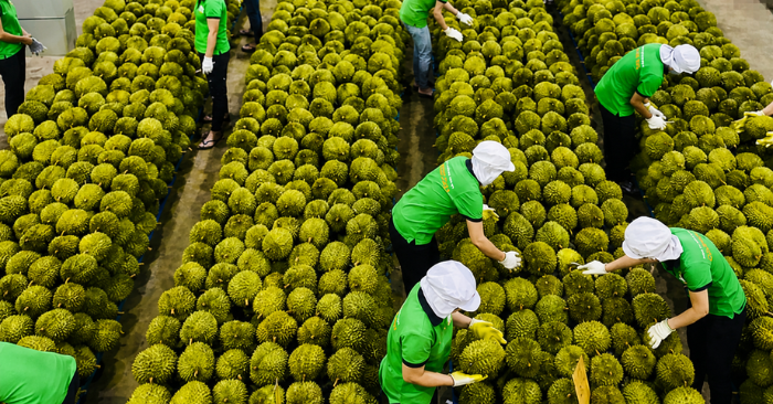 sầu riêng Việt Nam