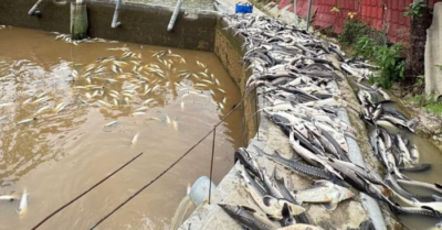 Quảng Ninh: Mưa lũ gây thiệt hại nặng nề cho mô hình nuôi cá tầm tại xã Quảng Tân