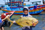 Ngư dân Hà Tĩnh trúng đậm mẻ cá chim vàng hơn một tấn