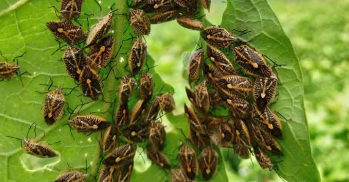 Ngộ độc nghi do ăn bọ xít, 6 người nhập viện