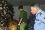 Thu giữ 1.200 kg nội tạng bò không rõ nguồn gốc tại Hà Nội
