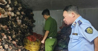 Thu giữ 1.200 kg nội tạng bò không rõ nguồn gốc tại Hà Nội
