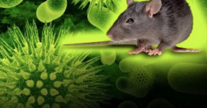 Virus Hanta khiến 3 người tử vong trên tàu du lịch