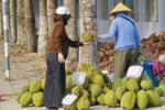 Sầu riêng rớt giá, Nhà vườn miền Tây mang ra lề đường bán lẻ