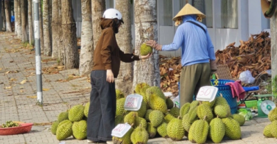 Sầu riêng rớt giá, Nhà vườn miền Tây mang ra lề đường bán lẻ
