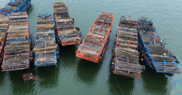 Ngư dân Quảng Ngãi thu lãi kỷ lục sau chuyến biển “trúng” đậm mực xà