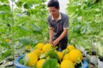 Nông dân gia Lai thu trăm triệu đồng từ mô hình dưa lưới nhà màng
