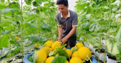 Nông dân gia Lai thu trăm triệu đồng từ mô hình dưa lưới nhà màng