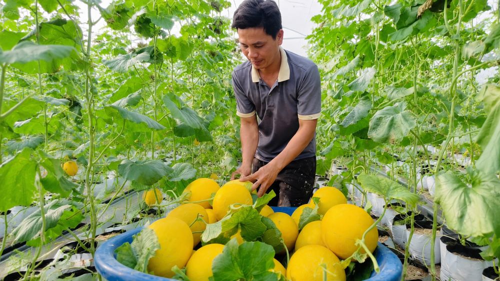 Trồng dưa lưới 4 vụ mỗi năm giúp nông dân thu hàng trăm triệu đồng nhờ mô hình nông nghiệp công nghệ cao. Khám phá bí quyết thành công.
