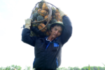 Nông dân Thanh Hóa điêu đứng vì giá dứa gai giảm sâu