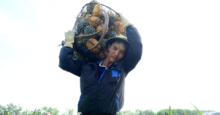 Nông dân Thanh Hóa điêu đứng vì giá dứa gai giảm sâu