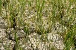 Gần 1.300ha lúa hè thu ở Nghệ An thiếu nước, ruộng nứt toác giữa hạn hán