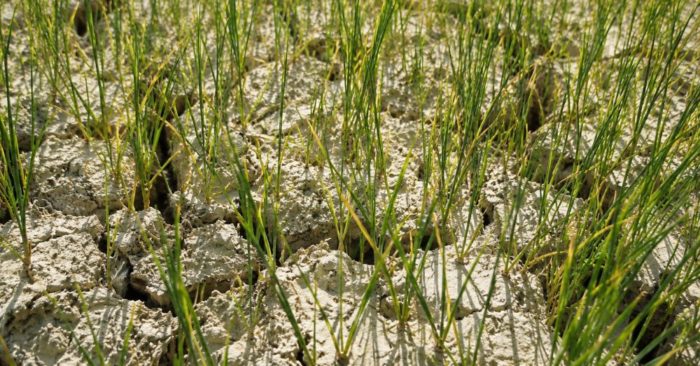 Gần 1.300ha lúa hè thu ở Nghệ An thiếu nước, ruộng nứt toác giữa hạn hán