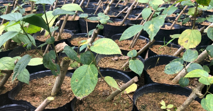 Khám phá công dụng quý của cây Đòn võ mọc hoang tại Thái Nguyên được các nhà khoa học nghiên cứu bào chế thành sản phẩm hỗ trợ điều trị xương khớp cực tốt.