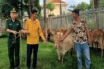 Hỗ trợ vật nuôi cho hàng chục hộ dân biên giới Nghệ An