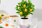 Lợi ích từ việc trồng cây chanh tại nhà đối với sức khỏe và đời sống