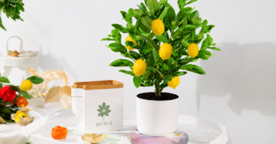 Lợi ích từ việc trồng cây chanh tại nhà đối với sức khỏe và đời sống