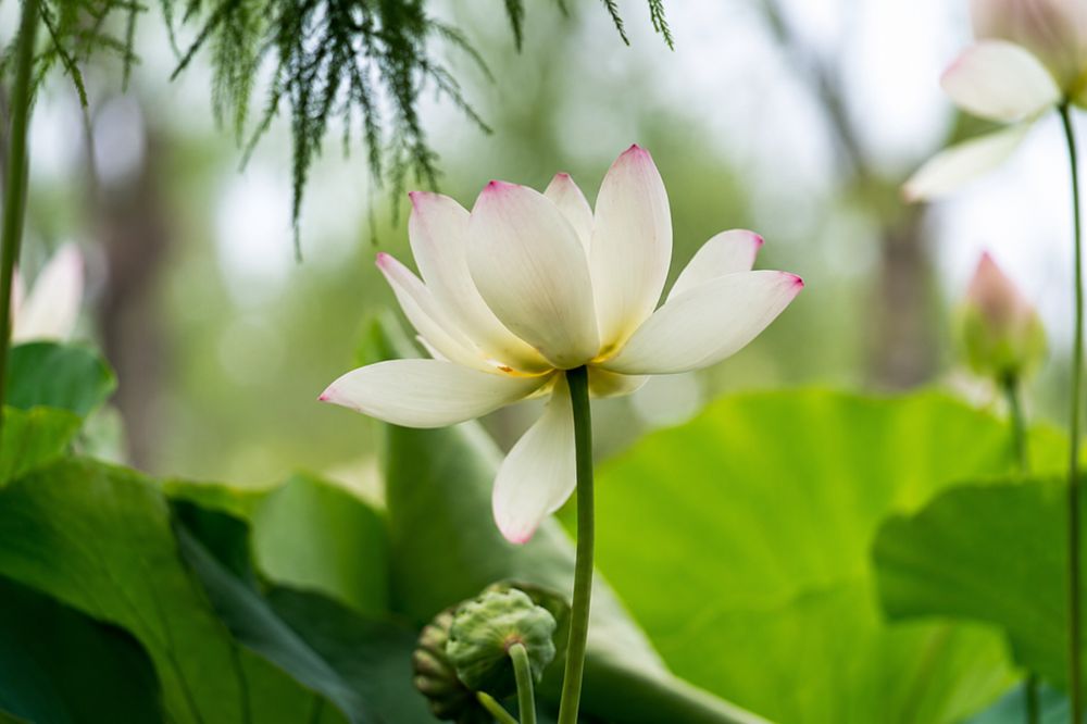 Một điểm chân tâm trong Tây Du Ký gợi mở bài học giữ vững sơ tâm và hướng thiện giữa những biến động của cuộc đời.
