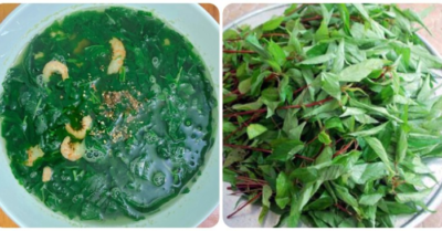 Rau đay: Những lợi ích sức khỏe đáng chú ý