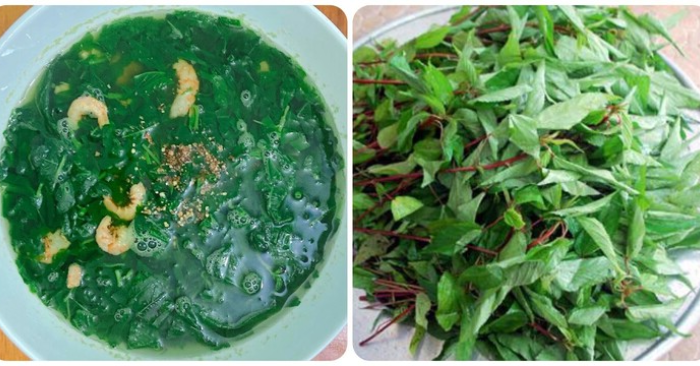 Rau đay: Những lợi ích sức khỏe đáng chú ý