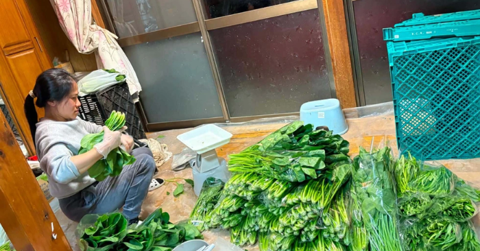 Trồng rau ở Nhật Bản: Cô dâu Việt thuê đất hoang kiếm bội tiền