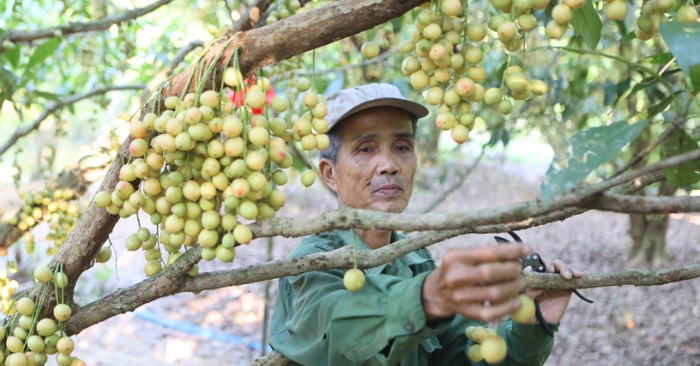 Dâu tiên Huế: Lão nông đổi đời từ hai cây giống