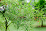 Thảo dược đinh lăng: Từ món ăn hằng ngày đến vị thuốc hỗ trợ miễn dịch