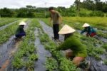 Liên kết 4 nhà giúp Nghệ An mở vùng dược liệu quy mô lớn