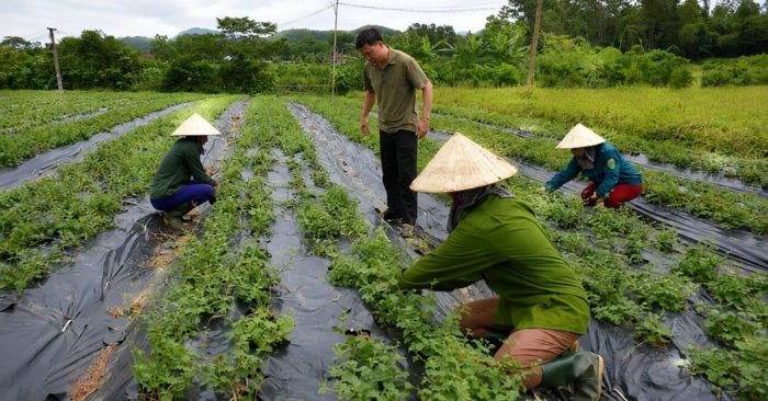 Liên kết 4 nhà giúp Nghệ An mở vùng dược liệu quy mô lớn