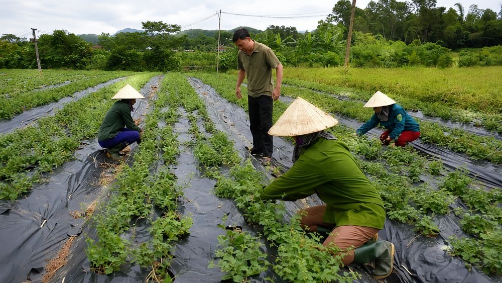 Cây cà gai leo mở lối phát triển vùng dược liệu ở Nghệ An, tạo sinh kế và nâng cao giá trị nông nghiệp địa phương.