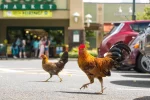Đảo Kauai và hiện tượng hơn 400.000 con gà sống tự nhiên không bị săn bắt