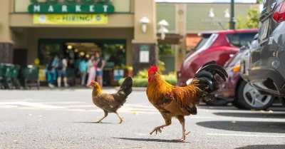 Đảo Kauai và hiện tượng hơn 400.000 con gà sống tự nhiên không bị săn bắt
