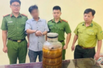 Rượu rắn hổ mang chúa: Một người đàn ông bị bắt tại Ninh Bình