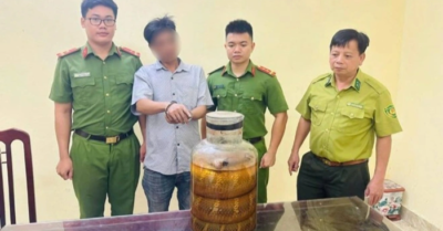 Rượu rắn hổ mang chúa: Một người đàn ông bị bắt tại Ninh Bình